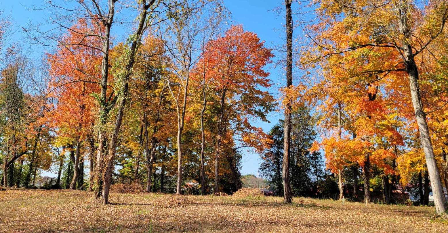 This is a picture of fall trees at Happy Trails RV Park at Cave City, KY.