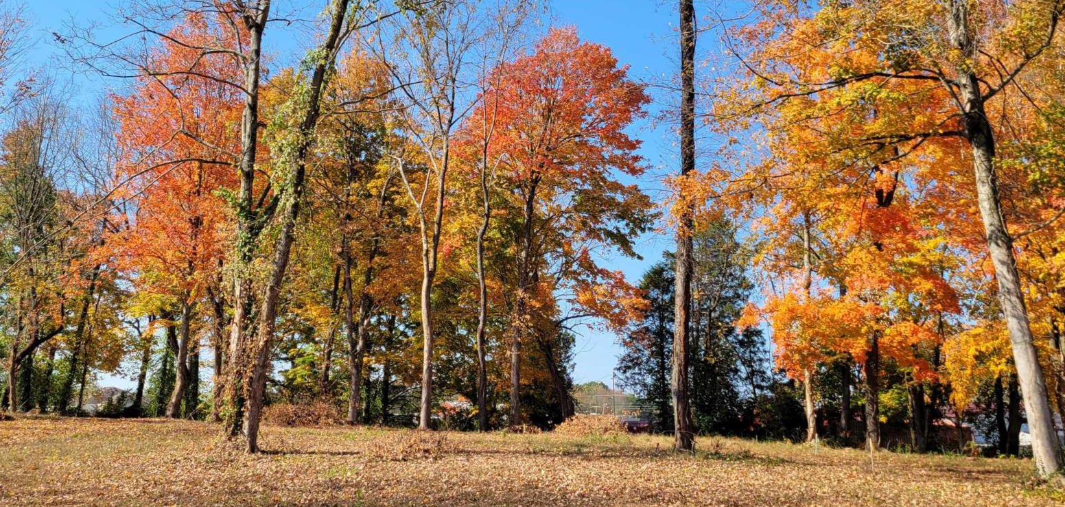 This is a picture of fall foliage at Happy Trails RV Park at Cave City, KY.
