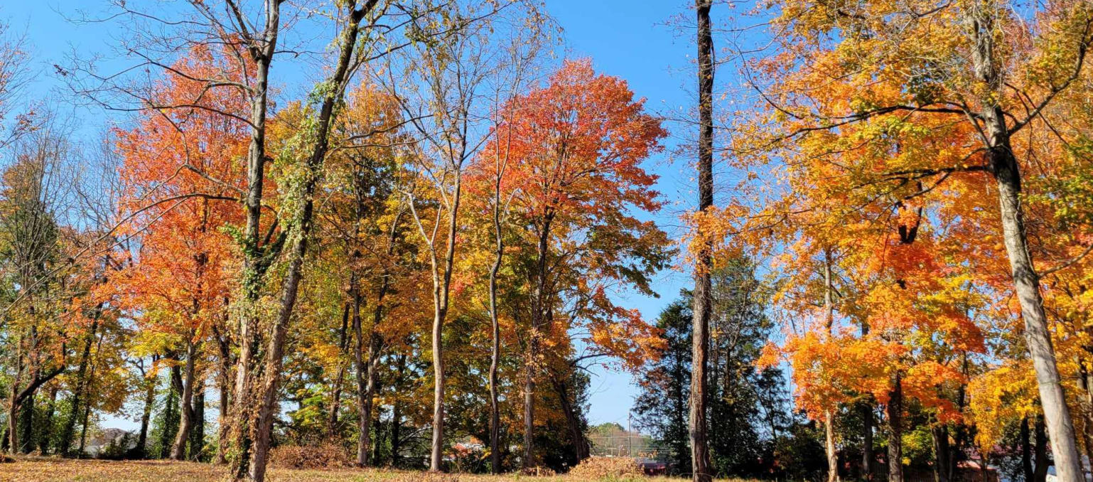 This is a picture of fall tress at Happy Trails RV Park at Cave City, KY.
